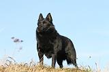 SCHIPPERKE 339